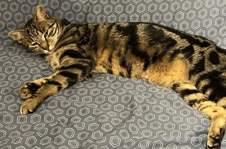 Kat Europese korthaar of huiskat