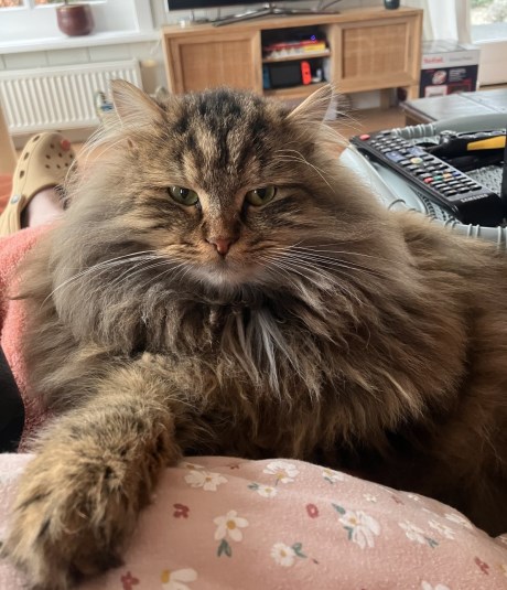 Kat Boskat/Siberisch