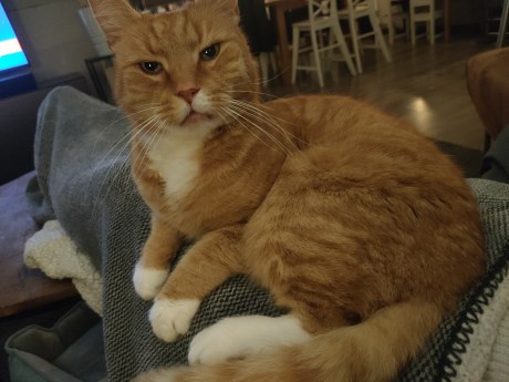 Kat Europese korthaar of huiskat