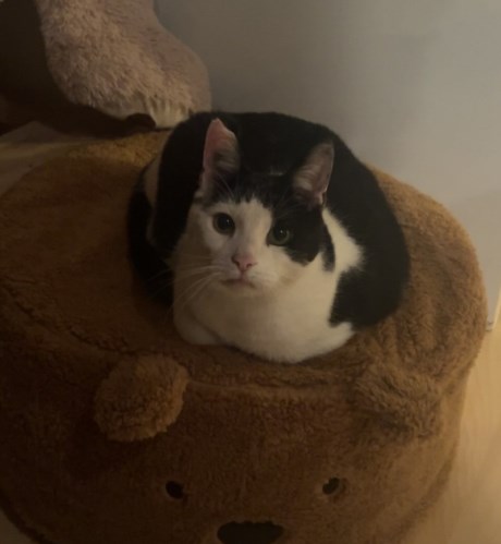 Kat Europese korthaar of huiskat