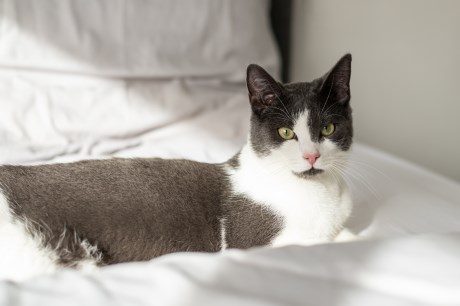 Kat Europese korthaar of huiskat