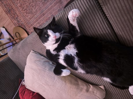 Kat Europese korthaar of huiskat