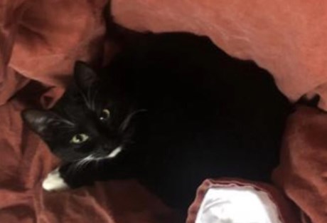 Kat Europese korthaar of huiskat