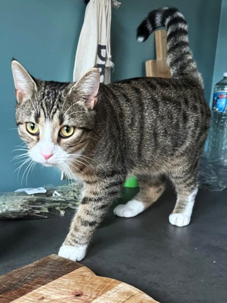 Kat Europese korthaar of huiskat