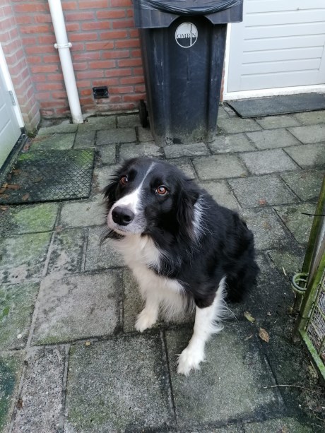 Hond Collie