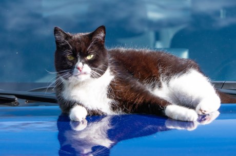 Kat Europese korthaar of huiskat