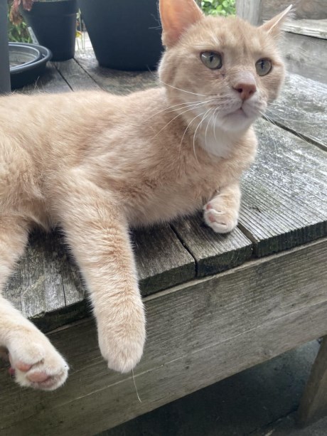 Kat Europese korthaar of huiskat