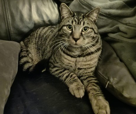 Kat Europese korthaar of huiskat