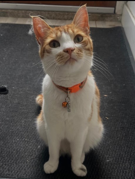 Kat Europese korthaar of huiskat