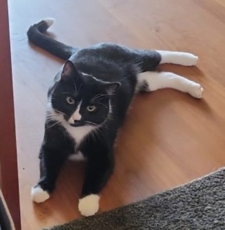 Kat Europese korthaar of huiskat