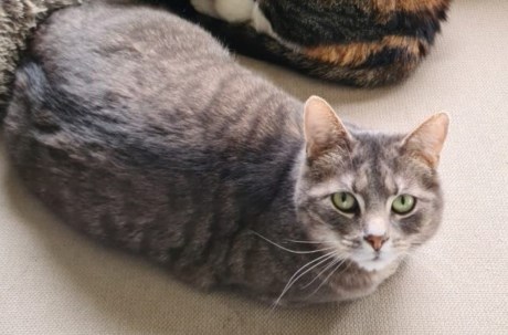 Kat Europese korthaar of huiskat