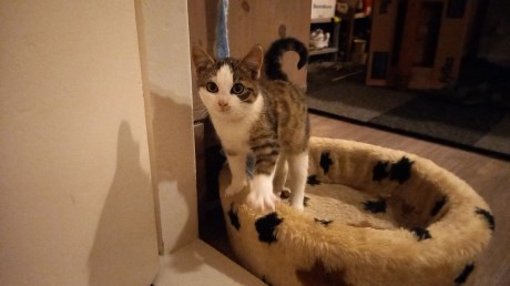 Kat Europese korthaar of huiskat