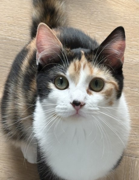 Kat Europese korthaar of huiskat