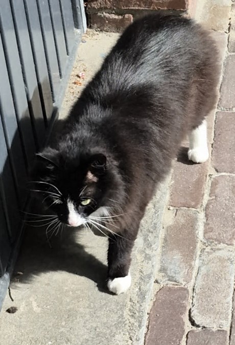 Kat Europese korthaar of huiskat