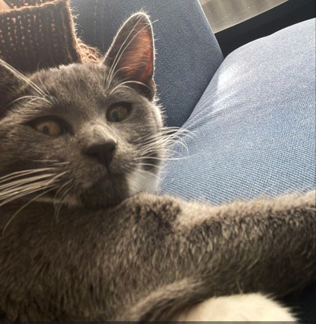 Kat Europese korthaar of huiskat