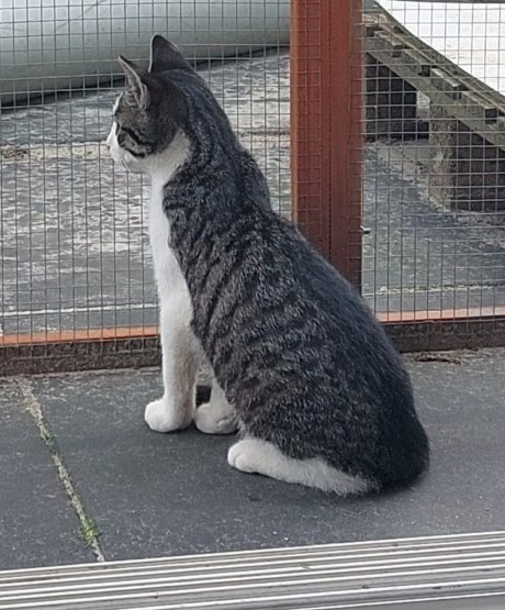 Kat Europese korthaar of huiskat