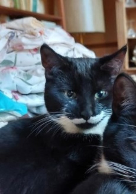 Kat Europese korthaar of huiskat