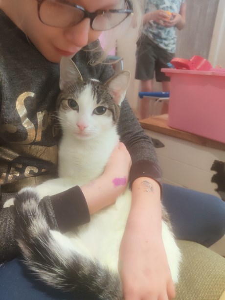 Kat Europese korthaar of huiskat