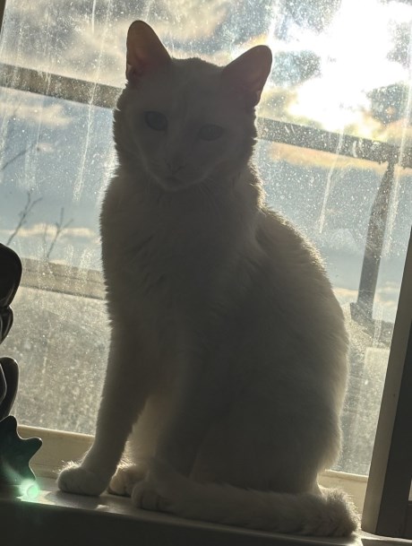 Kat Europese korthaar of huiskat