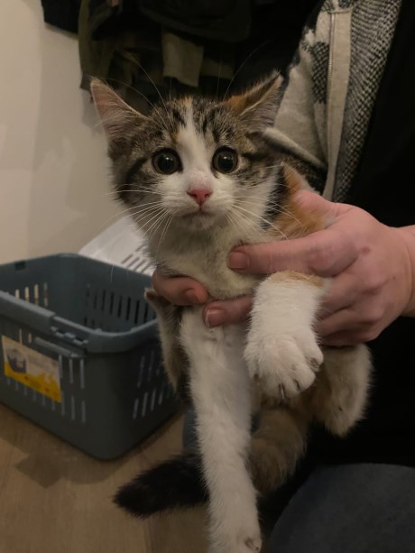 Kat Europese korthaar of huiskat