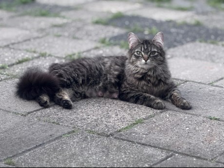 Kat Boskat/Siberisch