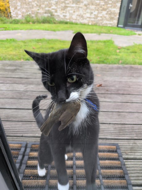 Kat Europese korthaar of huiskat