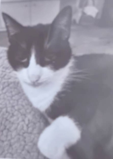 Kat Europese korthaar of huiskat