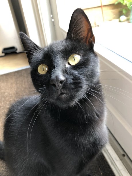 Kat Europese korthaar of huiskat