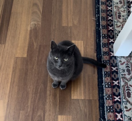 Kat Europese korthaar of huiskat