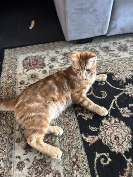 Kat Europese korthaar of huiskat