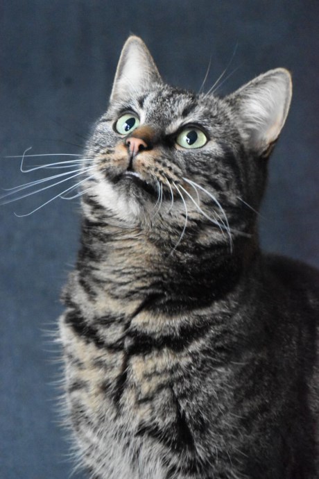 Kat Europese korthaar of huiskat