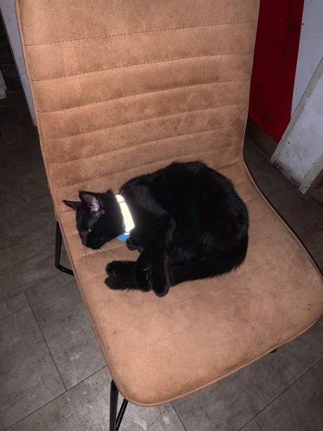 Kat Europese korthaar of huiskat