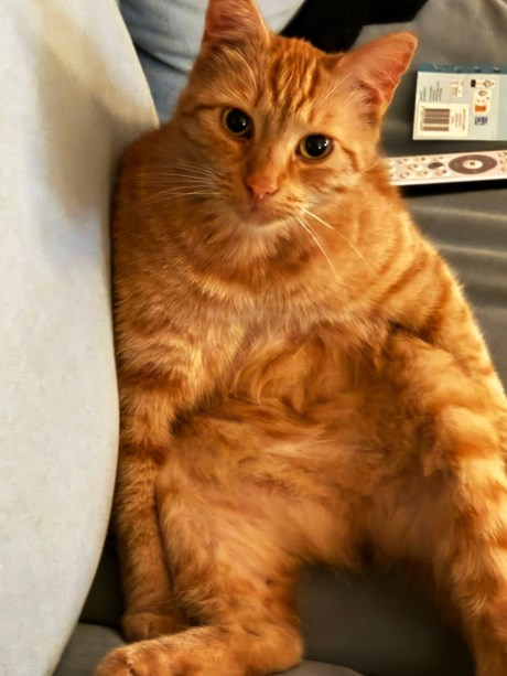 Kat Europese korthaar of huiskat