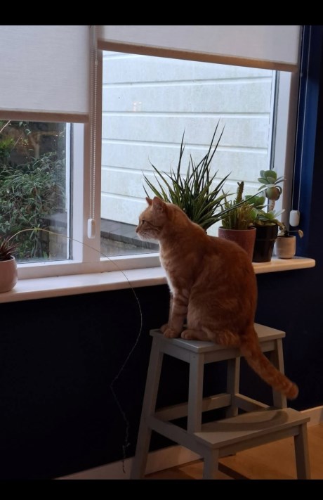 Kat Europese korthaar of huiskat