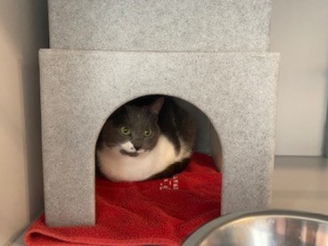 Kat Europese korthaar of huiskat