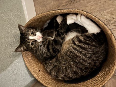 Kat Europese korthaar of huiskat