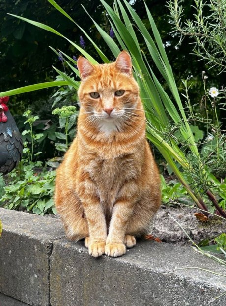 Kat Europese korthaar of huiskat