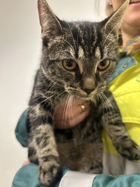 Kat Europese korthaar of huiskat