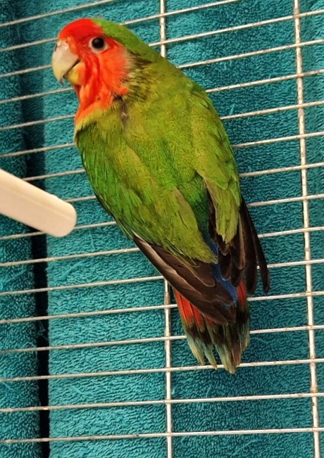 Vogel (Dwerg-)papegaai