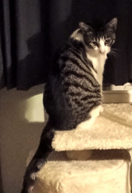 Kat Europese korthaar of huiskat