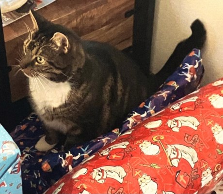 Kat Europese korthaar of huiskat