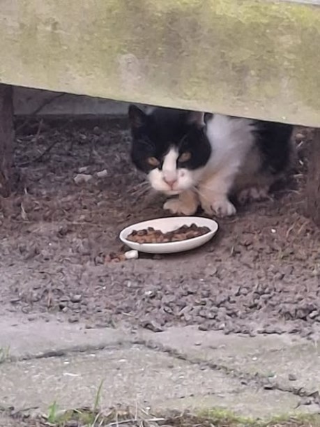 Kat Europese korthaar of huiskat