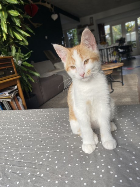 Kat Europese korthaar of huiskat