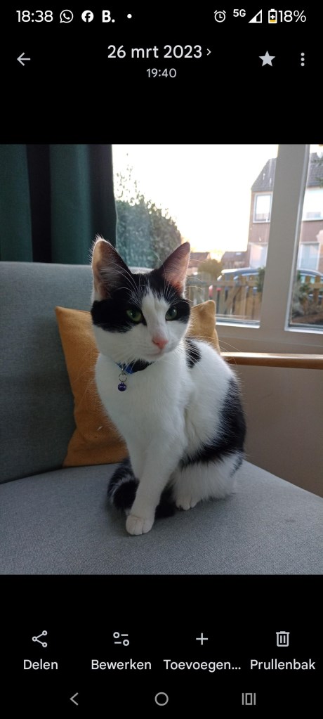 Kat Europese korthaar of huiskat