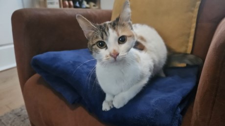 Kat Europese korthaar of huiskat