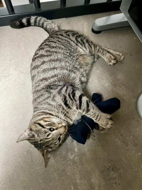 Kat Europese korthaar of huiskat