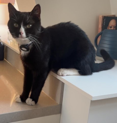 Kat Europese korthaar of huiskat