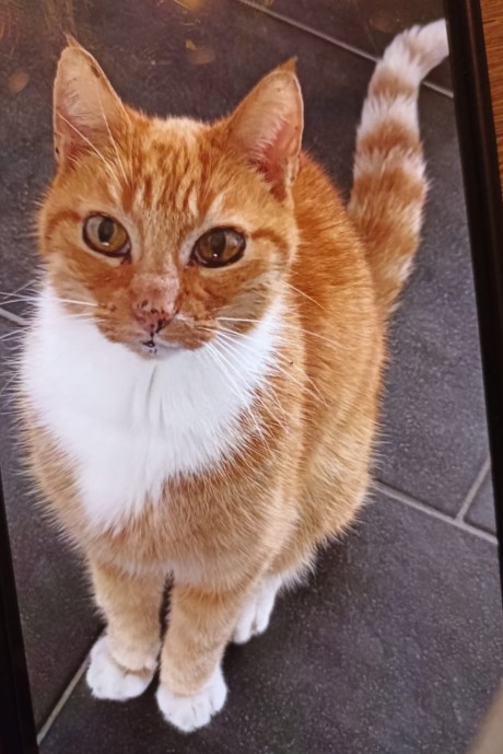 Kat Europese korthaar of huiskat