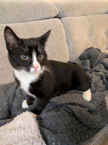 Kat Europese korthaar of huiskat