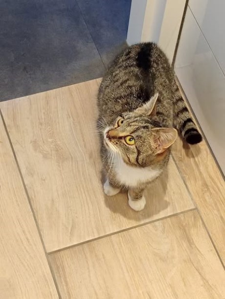 Kat Europese korthaar of huiskat